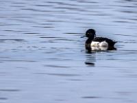 Reiherente Männchen